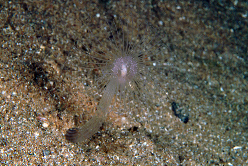 Corymorpha nutans